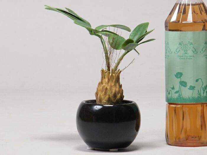 観葉植物 造花 フェイク グリーン 2852 H16 5cm 陶器鉢ブラック 植木鉢 鉢カバー専門店 グーポット Goopot Com 観葉植物 造花 フェイク グリーン 2852 H16 5cm 陶器鉢ブラック 植木鉢 鉢カバー専門店 グーポット Goopot Com
