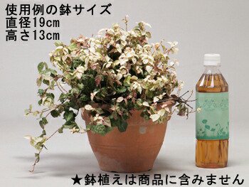 コクーン型 花台 アイアン フラワースタンド 幅24cm 高さ72cm 〔gcs01-70〕 注：写真の鉢植えは商品に含みません - 植木鉢・ 鉢カバー専門店  グーポット goopot.com