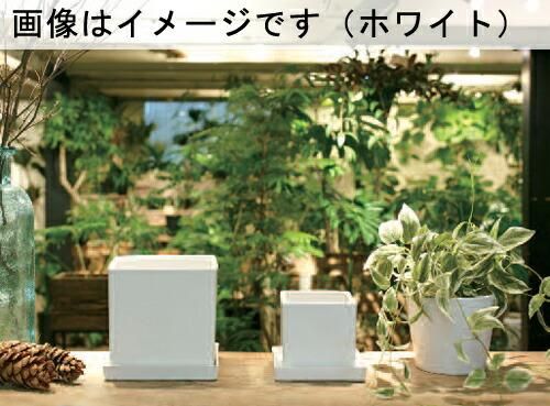 白交祉丸鉢 俊豪白交趾丸鉢 | 盆栽、盆栽書籍、盆栽