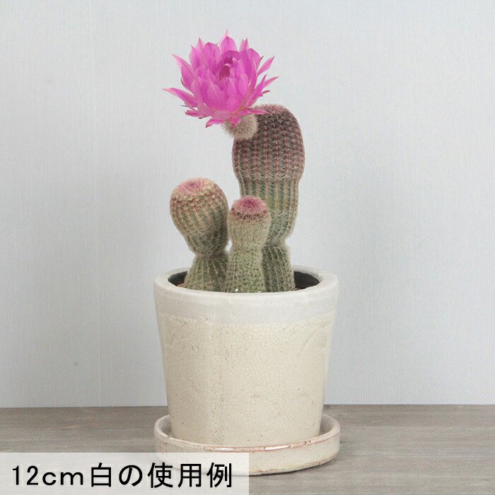 クレイパ 植木鉢 おしゃれ 17.5cm 白 貫入釉薬〔受皿付〕 - 植木鉢・ 鉢カバー専門店　グーポット　goopot.com