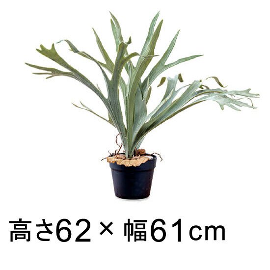 造花 観葉植物 フェイク グリーン #80-977 コウモリラン 高さ 62cm 室内 インテリア おしゃれ - 植木鉢・ 鉢カバー専門店 グーポット  goopot.com