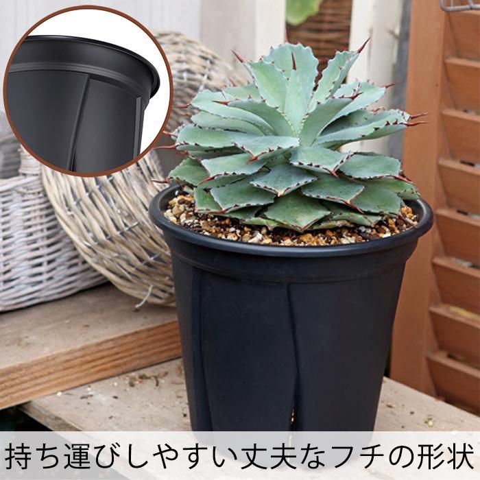 あつこ 1鉢プラス茎2本付き あつこ 1鉢プラス茎2本付き 楽天市場】【vase198】【3点以上購入時、