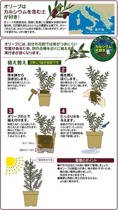 オリーブの土 12l リットル 花ごころ 植木鉢 鉢カバー専門店 グーポット Goopot Com