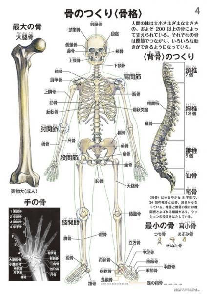 学習教材の制作 販売 アメリカの教科書 国際バカロレア対応教科書 理科実験工作 器具の販売 教材出版 学林舎