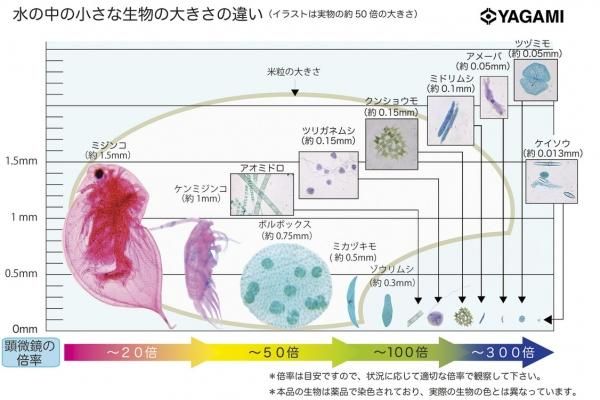 ミジンコ 大き さ