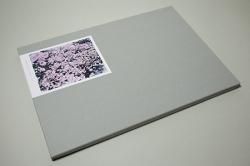 鈴木理策: SAKURA