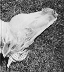 アート・デザイン・音楽 Mimi Plumb / Megalith-still Mimi Plumb: Megalith-Still - BOOK OF DAYS ONLINE SHOP