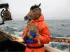 <B>Fish-Work The Bering Sea</B> <BR>Corey Arnold