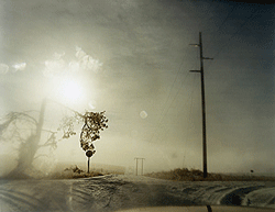 Todd Hido: One Picture Book #60: Crooked Cracked Tree