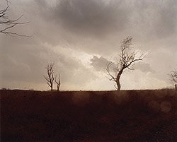 Todd Hido: One Picture Book #59: Cracked Trees
