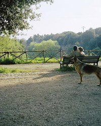 John Divola: One Picture Book #45: Seven Dogs
