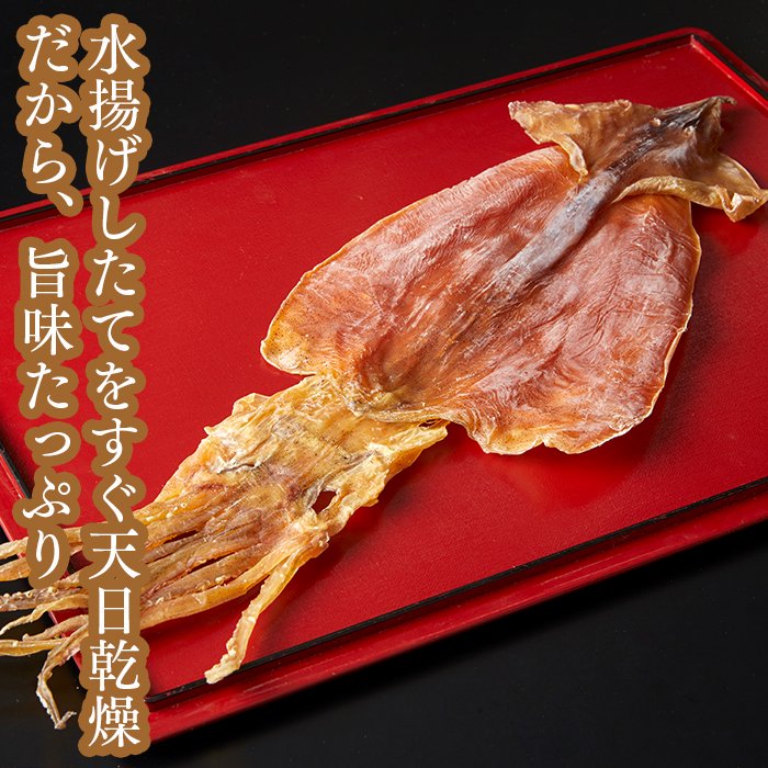 常温】送料込み！松前(前浜)するめ。生きたままを生干しで鮮度抜群！ 本物の「するめ」を味わいたい方に。たっぷり１０杯入り【冷凍・冷蔵と同梱可能】-  乾物問屋【伊勢昆布】かんぴんたん - 昆布、椎茸、出汁パックなど300品目以上 老舗料亭御用達の選りすぐりの国産素材