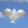 お空に幸せのせて「白い天使バルーン」（エコロジーバルーン）ひも付き1個