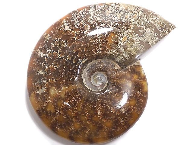 【動画】【1点もの】アンモナイトの化石 1個 NO.2の画像