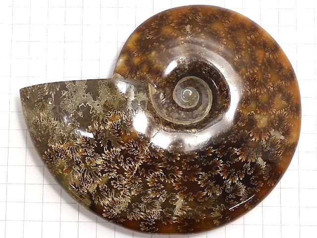 【動画】【1点もの】アンモナイトの化石 1個 NO.2 サムネイル2