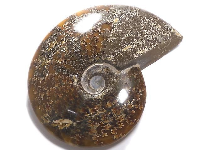 【動画】【1点もの】アンモナイトの化石 1個 NO.4の画像