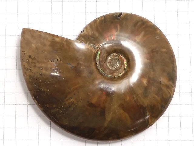 【動画】【1点もの】アンモナイトの化石 1個 NO.6 サムネイル2