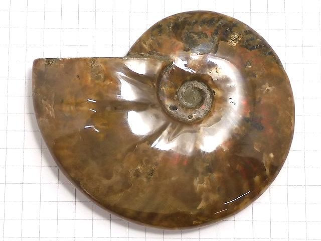 【動画】【1点もの】アンモナイトの化石 1個 NO.7 サムネイル2