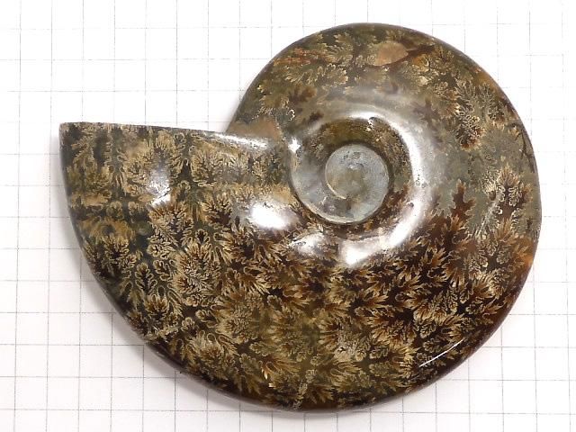 【動画】【1点もの】アンモナイトの化石 1個 NO.8 サムネイル2
