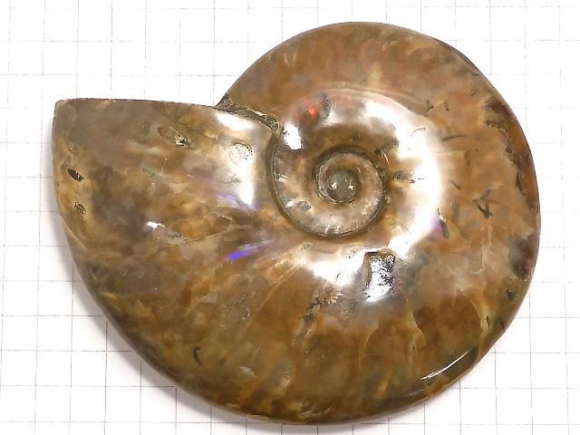 【動画】【1点もの】アンモナイトの化石 1個 NO.9 サムネイル2