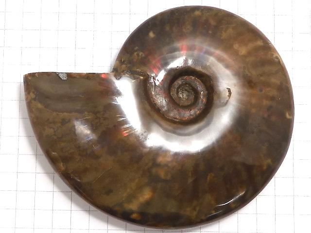 【動画】【1点もの】アンモナイトの化石 1個 NO.11 サムネイル2