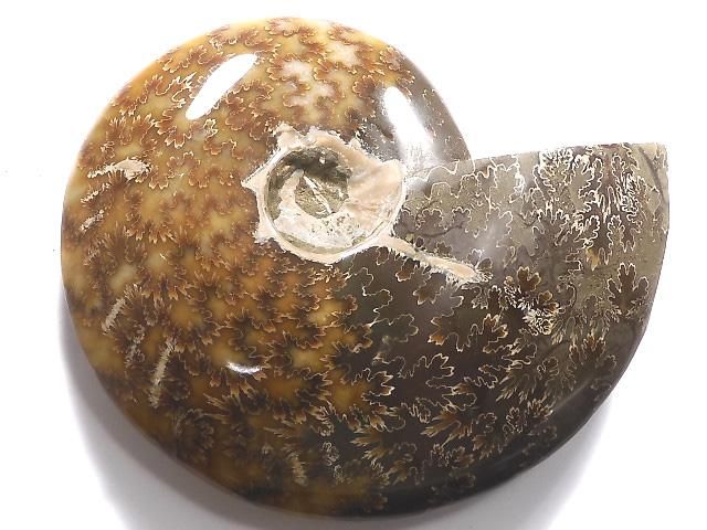 【動画】【1点もの】アンモナイトの化石 1個 NO.12の画像
