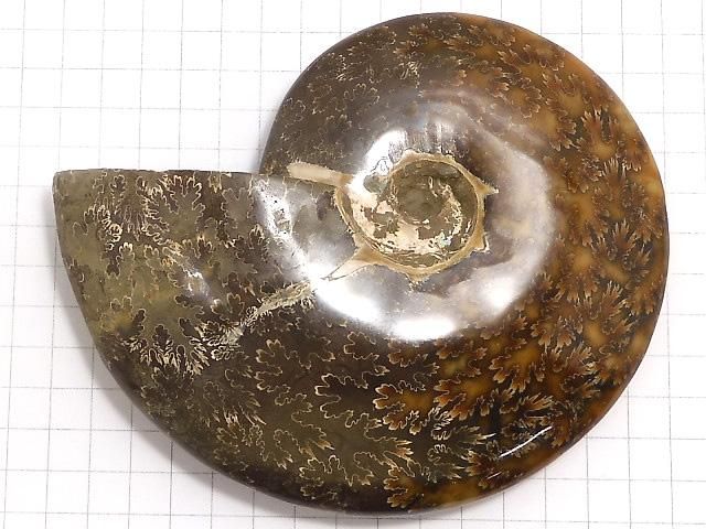 【動画】【1点もの】アンモナイトの化石 1個 NO.12 サムネイル2