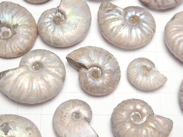 【動画】マダガスカル産アンモナイトの化石 5個 サムネイル2