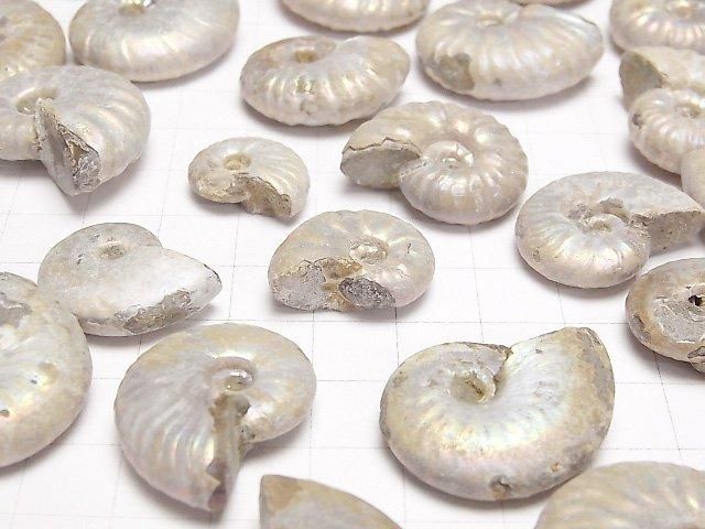【動画】マダガスカル産アンモナイトの化石 5個 サムネイル3