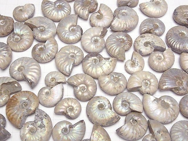 【動画】マダガスカル産アンモナイトの化石 5個 サムネイル4