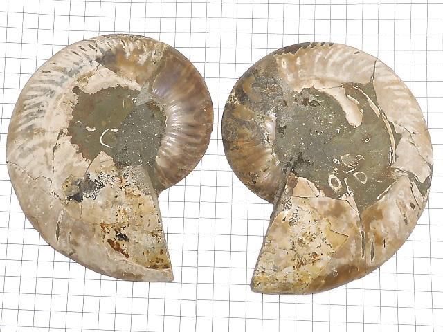 【動画】【1点もの】マダガスカル産アンモナイトの化石 2個(ペア) NO.1 サムネイル2