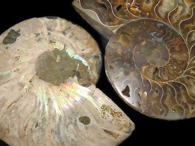 【動画】【1点もの】マダガスカル産アンモナイトの化石 2個(ペア) NO.3の画像