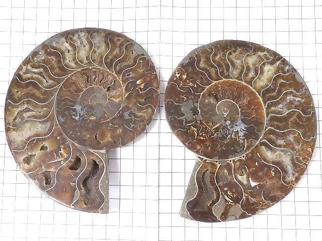 【動画】【1点もの】マダガスカル産アンモナイトの化石 2個(ペア) NO.3 サムネイル2