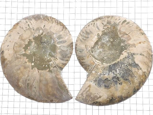 【動画】【1点もの】マダガスカル産アンモナイトの化石 2個(ペア) NO.4 サムネイル2