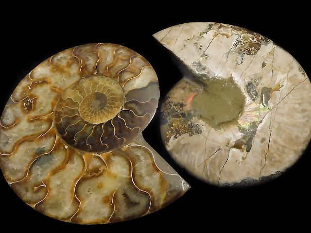 【動画】【1点もの】マダガスカル産アンモナイトの化石 2個(ペア) NO.6の画像