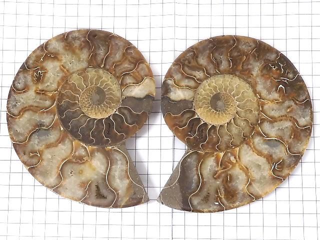 【動画】【1点もの】マダガスカル産アンモナイトの化石 2個(ペア) NO.6 サムネイル2
