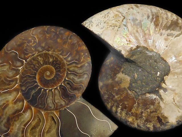 【動画】【1点もの】マダガスカル産アンモナイトの化石 2個(ペア) NO.7の画像
