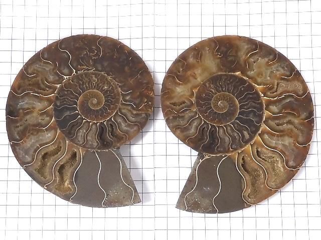 【動画】【1点もの】マダガスカル産アンモナイトの化石 2個(ペア) NO.7 サムネイル2
