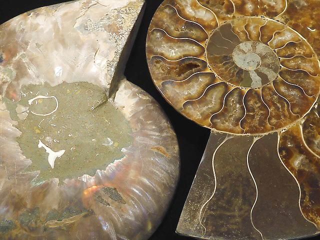 【動画】【1点もの】マダガスカル産アンモナイトの化石 2個(ペア) NO.9の画像