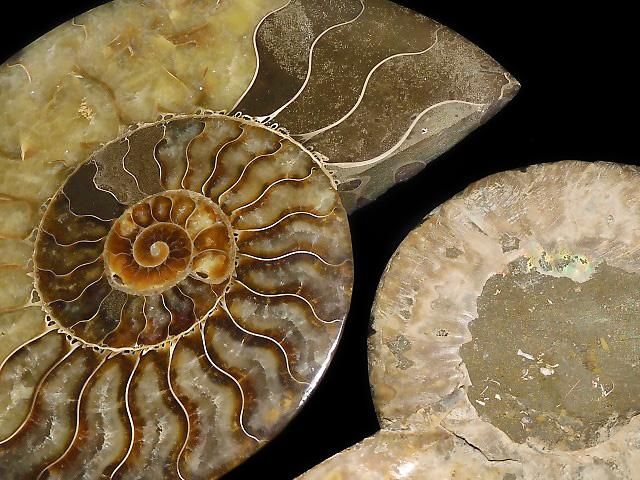 【動画】【1点もの】マダガスカル産アンモナイトの化石 2個(ペア) NO.10の画像