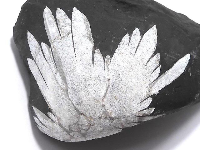 【動画】【1点もの】菊花石 原石 1個 NO.15の画像
