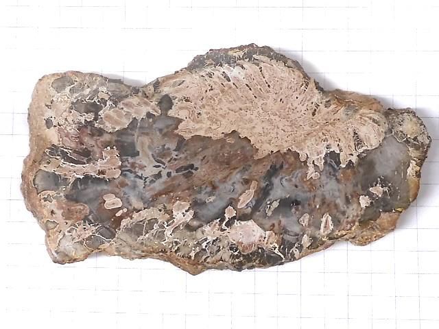 【動画】【1点もの】ペトリファイドウッド(珪化石) 原石スライス NO.9 サムネイル2