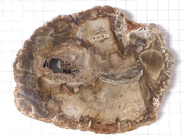 【動画】【1点もの】ペトリファイドウッド(珪化石) 原石スライス NO.12 サムネイル2