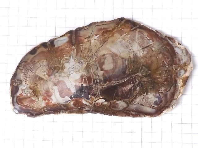 【動画】【1点もの】ペトリファイドウッド(珪化石) 原石スライス NO.13 サムネイル2