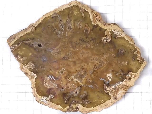 【動画】【1点もの】ペトリファイドウッド(珪化石) 原石スライス NO.16 サムネイル2