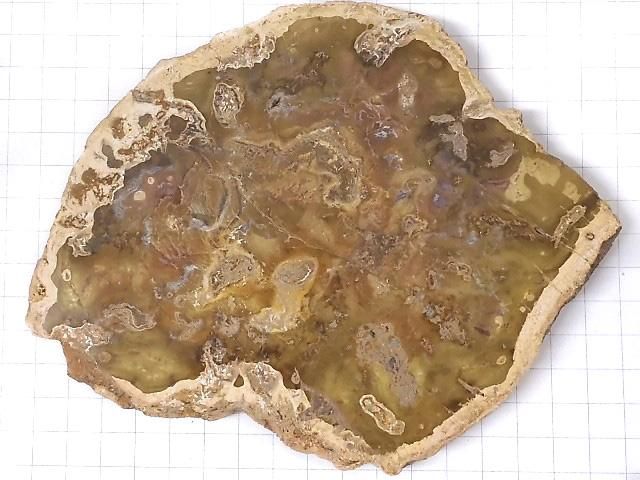 【動画】【1点もの】ペトリファイドウッド(珪化石) 原石スライス NO.17 サムネイル2