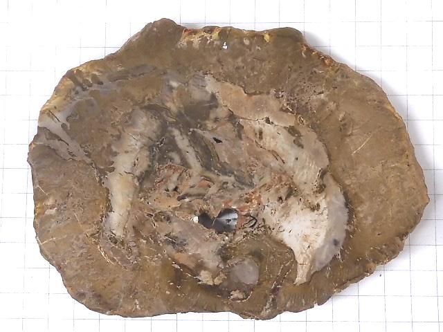 【動画】【1点もの】ペトリファイドウッド(珪化石) 原石スライス NO.18 サムネイル2