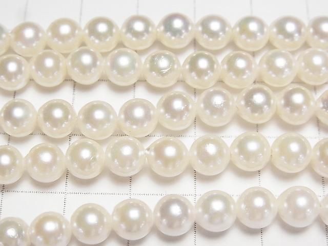 ư۹񻺥俿AAA- ߥ饦6~6.5mm ۥ磻 ȾϢ/1Ϣ(38cm) ͥ2