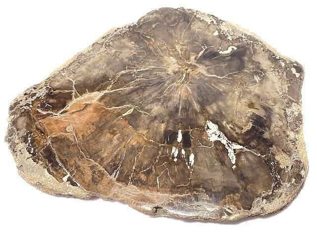 【動画】【1点もの】ペトリファイドウッド(珪化石) 原石スライス NO.20の画像