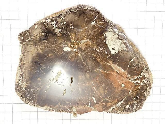 【動画】【1点もの】ペトリファイドウッド(珪化石) 原石スライス NO.20 サムネイル2